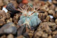 Echinocactus horizonthalonius PC 77
